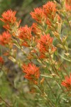 Acute Paintbrush