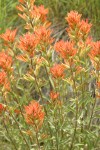 Acute Paintbrush