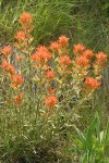 Acute Paintbrush