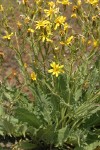 Slender Hawksbeard