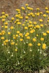 Basin Rayless Daisy