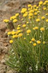 Basin Rayless Daisy