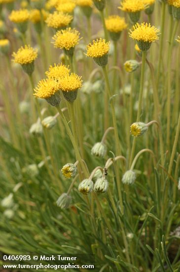 Erigeron aphanactis
