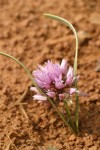 Lemmon's Onion