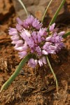 Lemmon's Onion