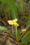 Northern Suncup