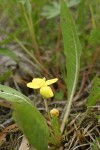Northern Suncup