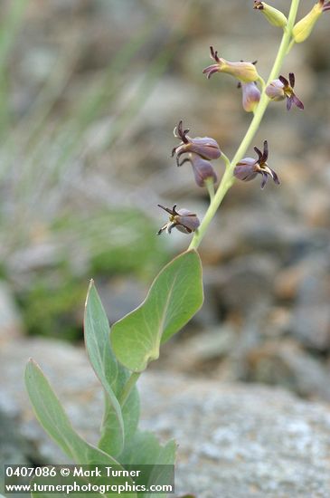 Streptanthus cordatus