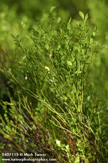 Vaccinium scoparium