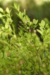 Grouseberry