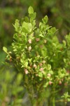 Grouseberry