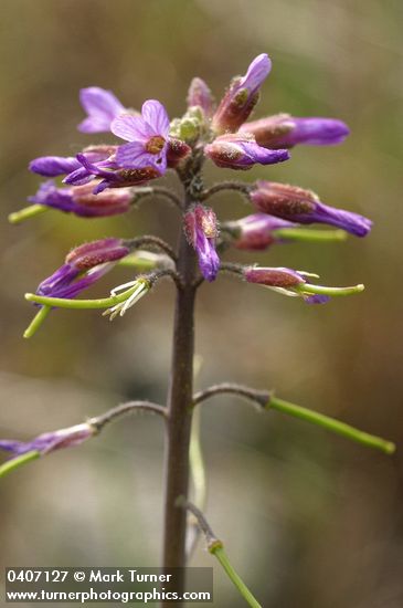 Arabis divaricarpa