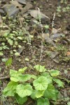 Cross-shaped Mitella
