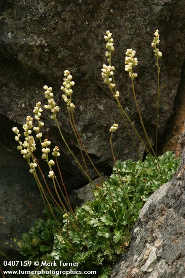 Heuchera cylindrica