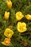 Tansyleaf Evening-primrose