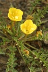 Tansyleaf Evening-primrose