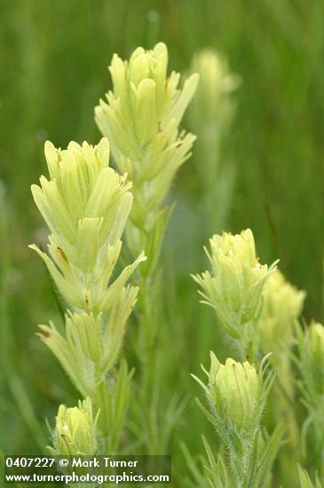 Castilleja cusickii