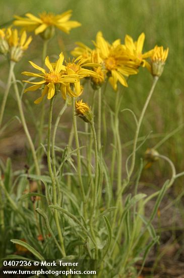 Stenotus lanuginosus var. lanuginosus (Haplopappus lanuginosus)
