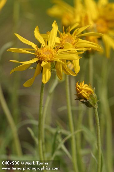 Stenotus lanuginosus var. lanuginosus (Haplopappus lanuginosus)