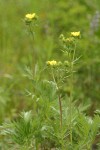 Fivefinger Cinquefoil