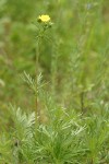 Fivefinger Cinquefoil