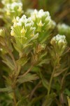 Salt-marsh Paintbrush