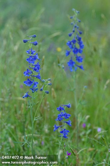 Delphinium nuttallii