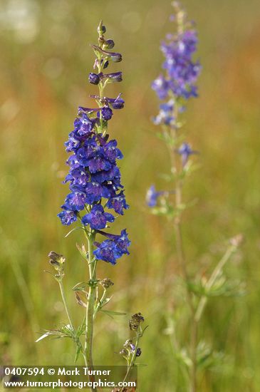 Delphinium nuttallii