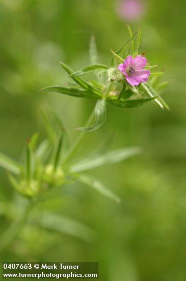 Geranium dissectum