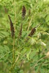 Western False Indigo