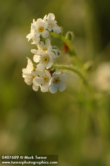 Plagiobothrys figuratus