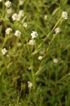 Fragrant Popcorn Flowers