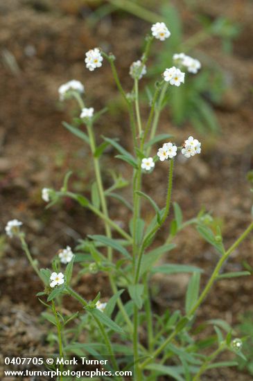 Plagiobothrys figuratus