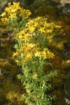 Common St. John's Wort