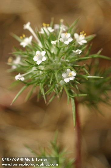 Navarretia intertexta