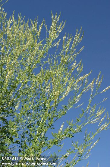 Melilotus alba