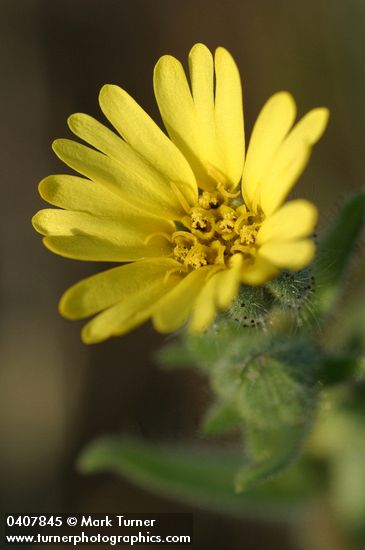 Lagophylla ramosissima