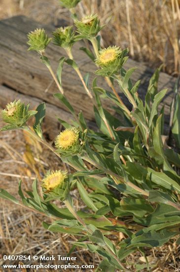 Pyrrocoma carthamoides var. carthamoides (Haplopappus carthamoides)