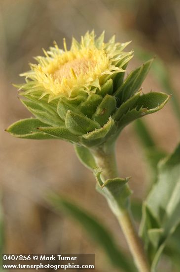Pyrrocoma carthamoides var. carthamoides (Haplopappus carthamoides)
