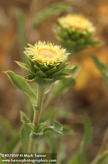 Pyrrocoma carthamoides var. carthamoides (Haplopappus carthamoides)