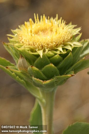 Pyrrocoma carthamoides var. carthamoides (Haplopappus carthamoides)