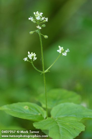 Circaea alpina