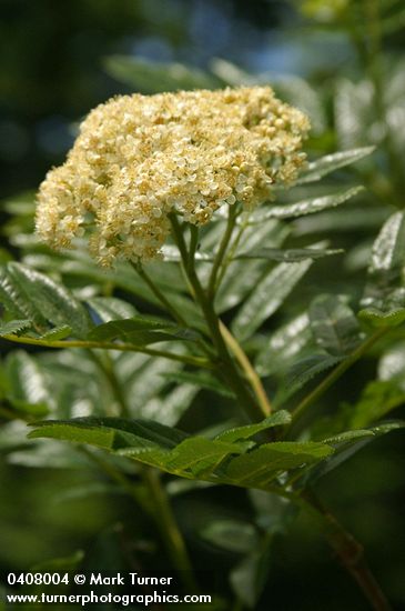 Sorbus scopulina