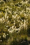 Bear Grass, backlit