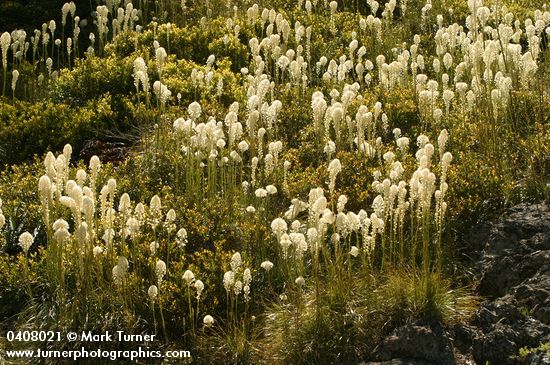 Xerophyllum tenax