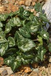 Marbled Wild Ginger