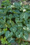 Marbled Wild Ginger