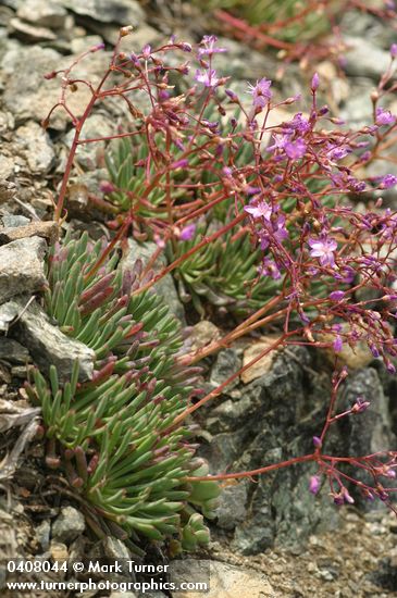 Lewisia leeana