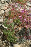Quill-leaf lewisia