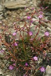 Quill-leaf lewisia